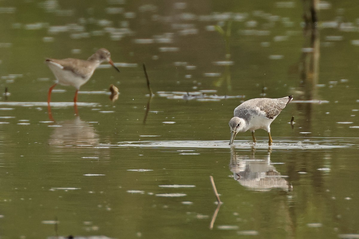 Nordmann's Greenshank - ML645771232