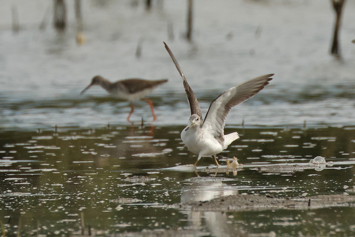 Nordmann's Greenshank - ML645771233