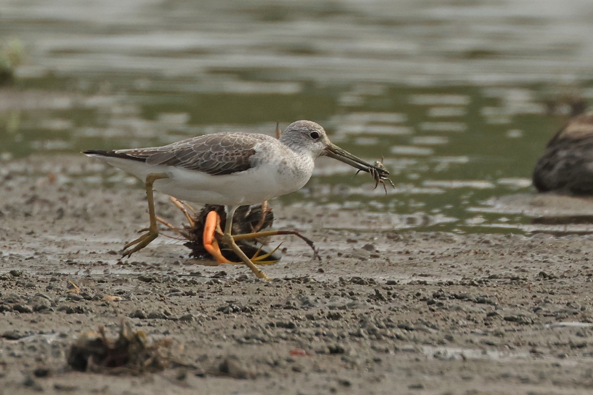 Nordmann's Greenshank - ML645771234