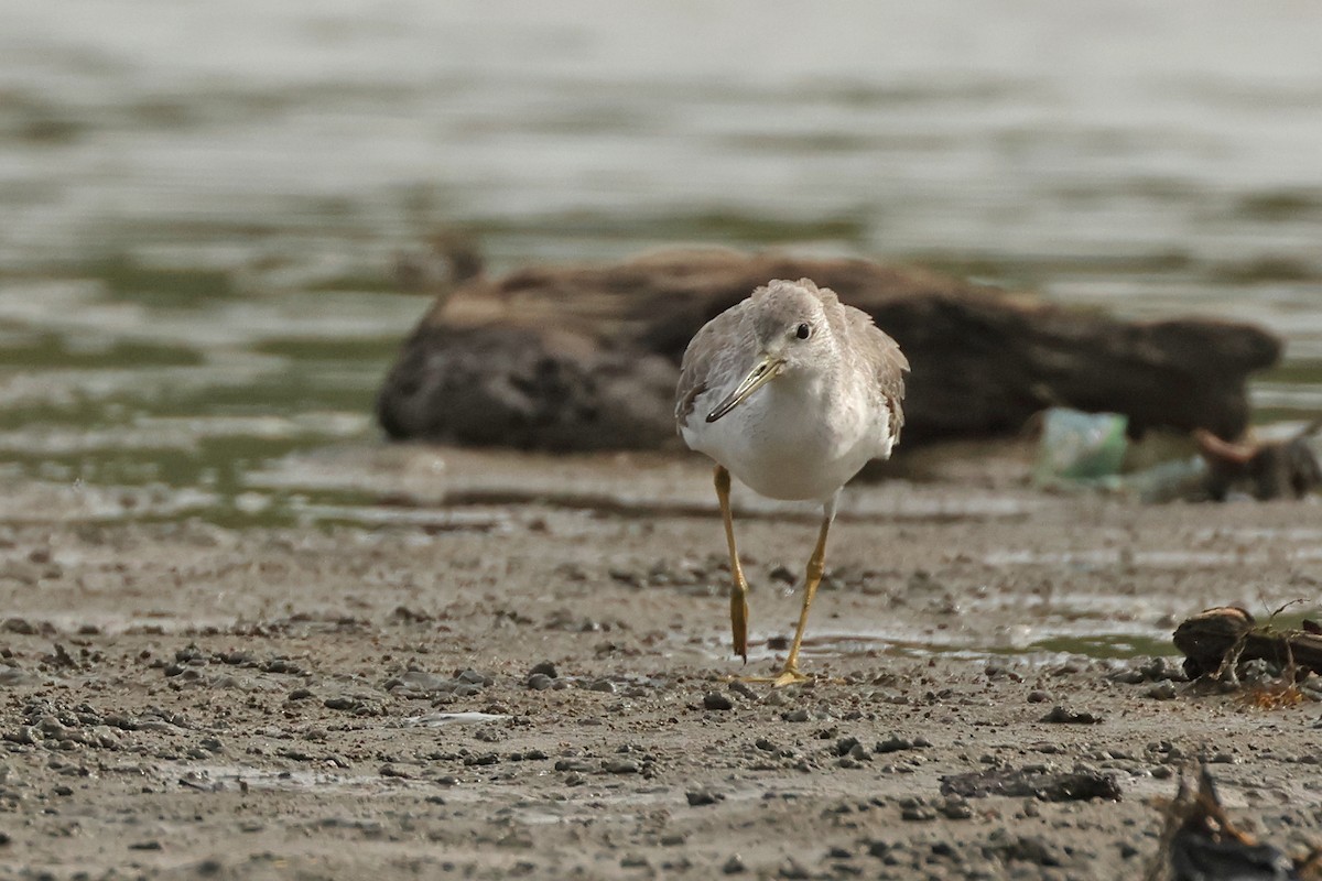 Nordmann's Greenshank - ML645771235