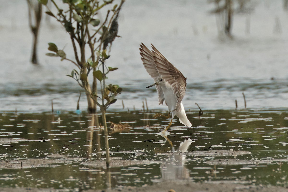 Nordmann's Greenshank - ML645771236