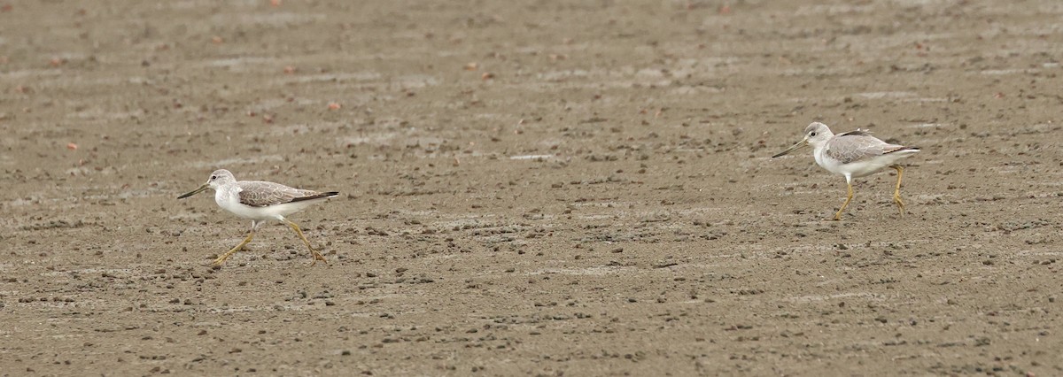 Nordmann's Greenshank - ML645771237