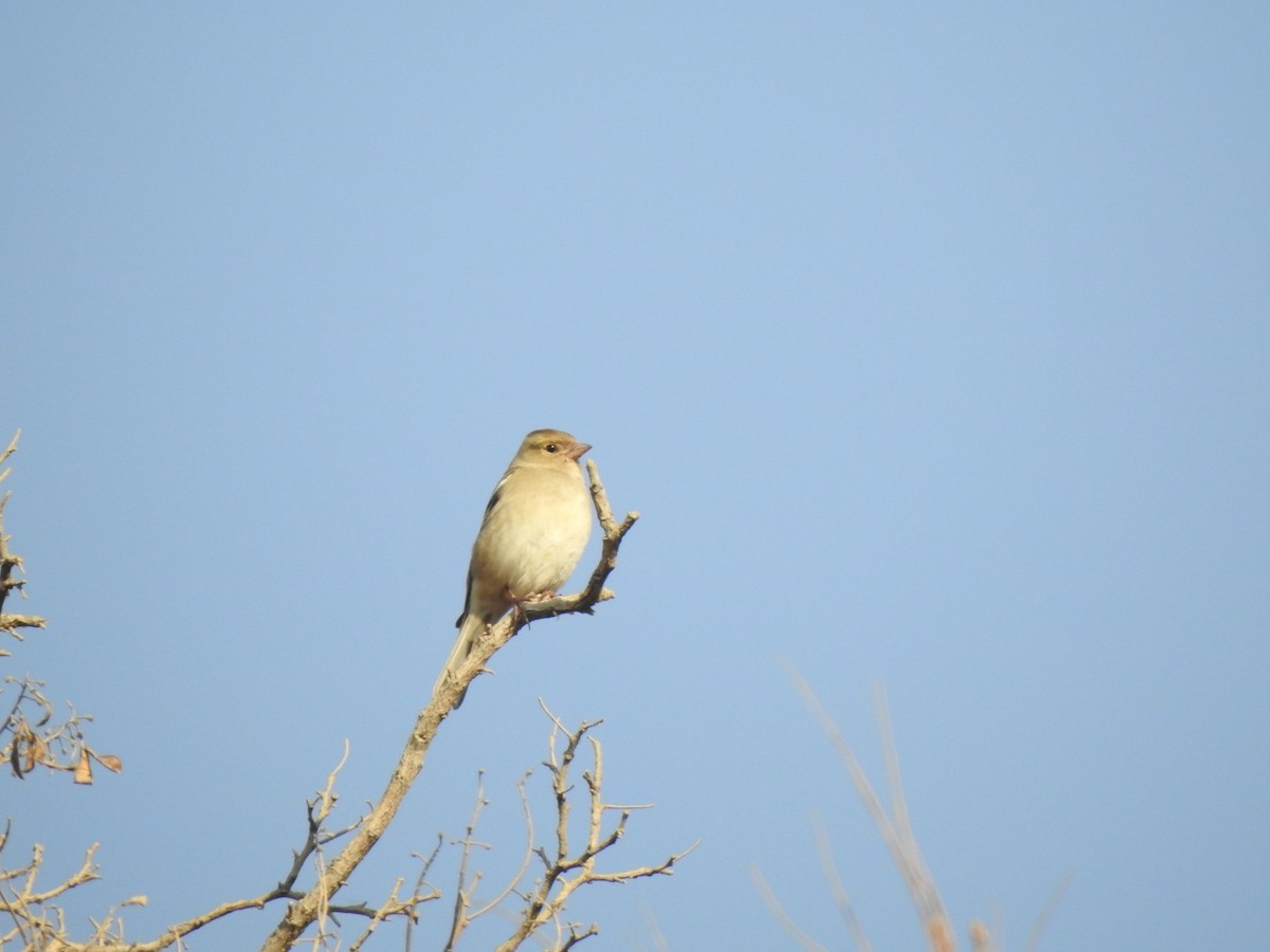 Common Chaffinch - ML645771240