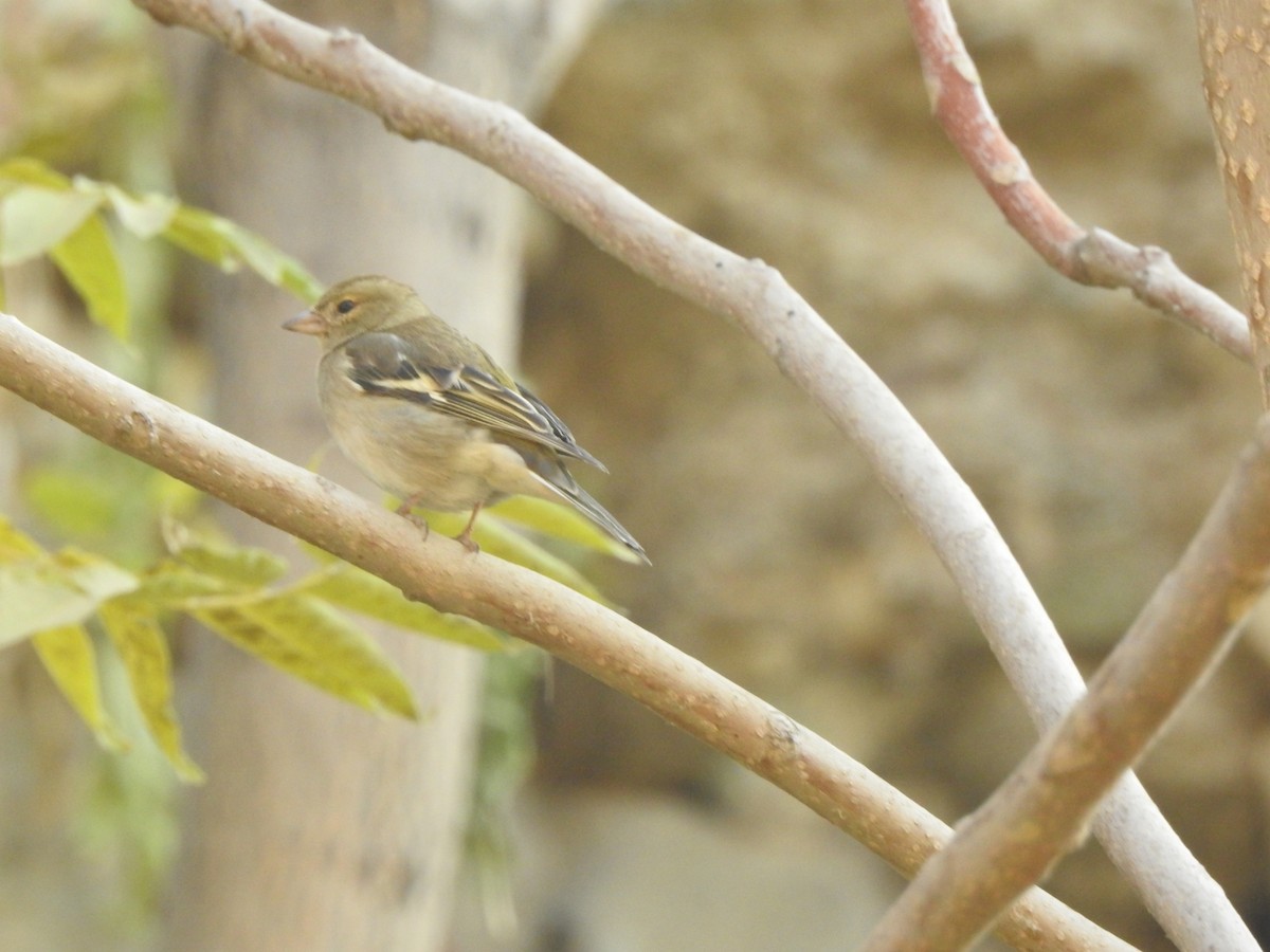 Common Chaffinch - ML645771241