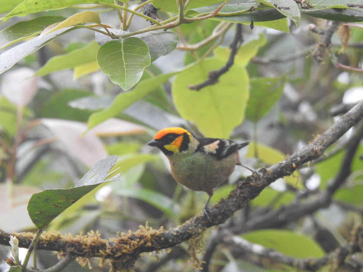 Flame-faced Tanager - ML645771247