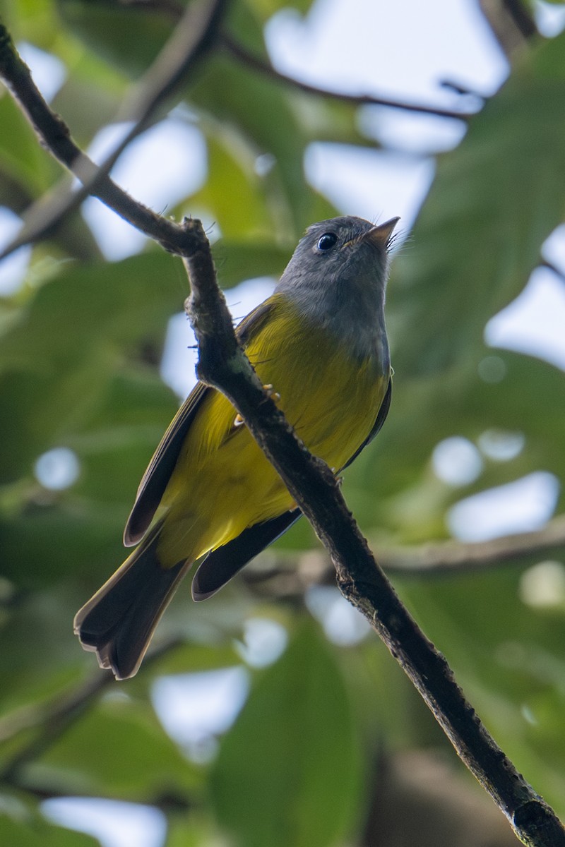 Сероголовая комароловка - ML645771270