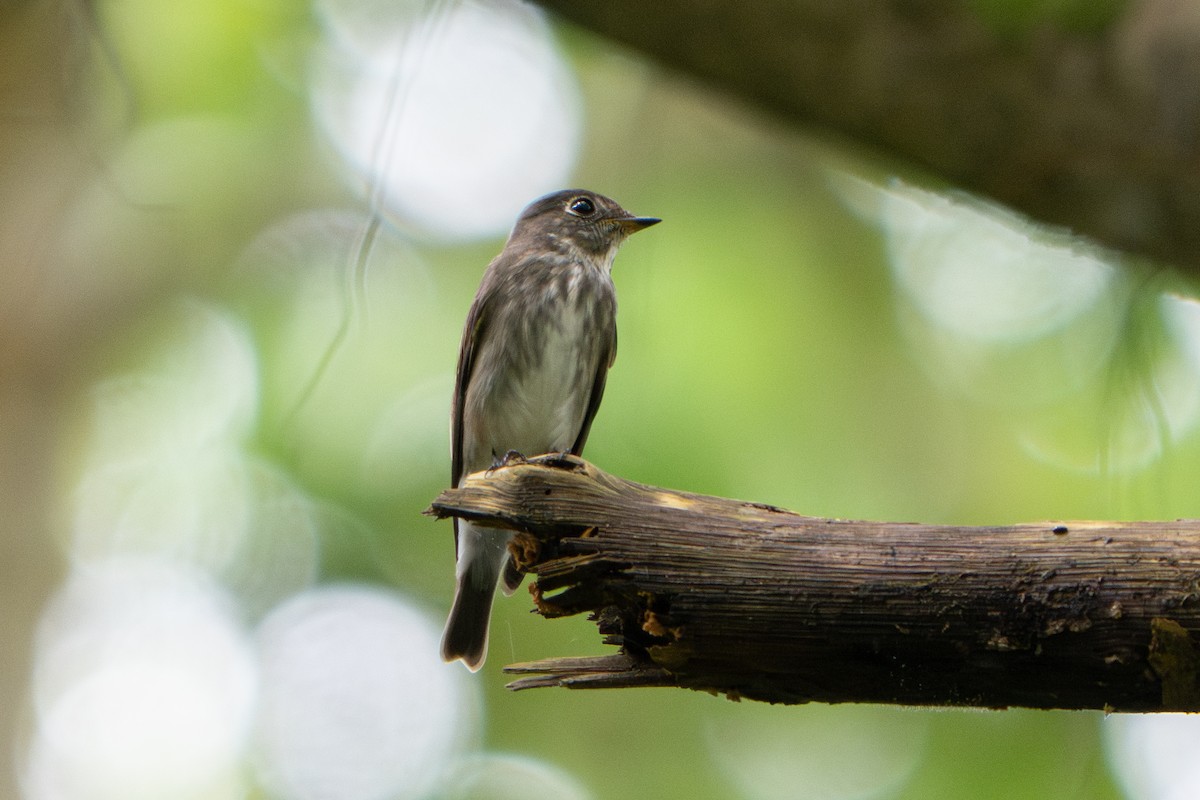 Dark-sided Flycatcher - ML645771271