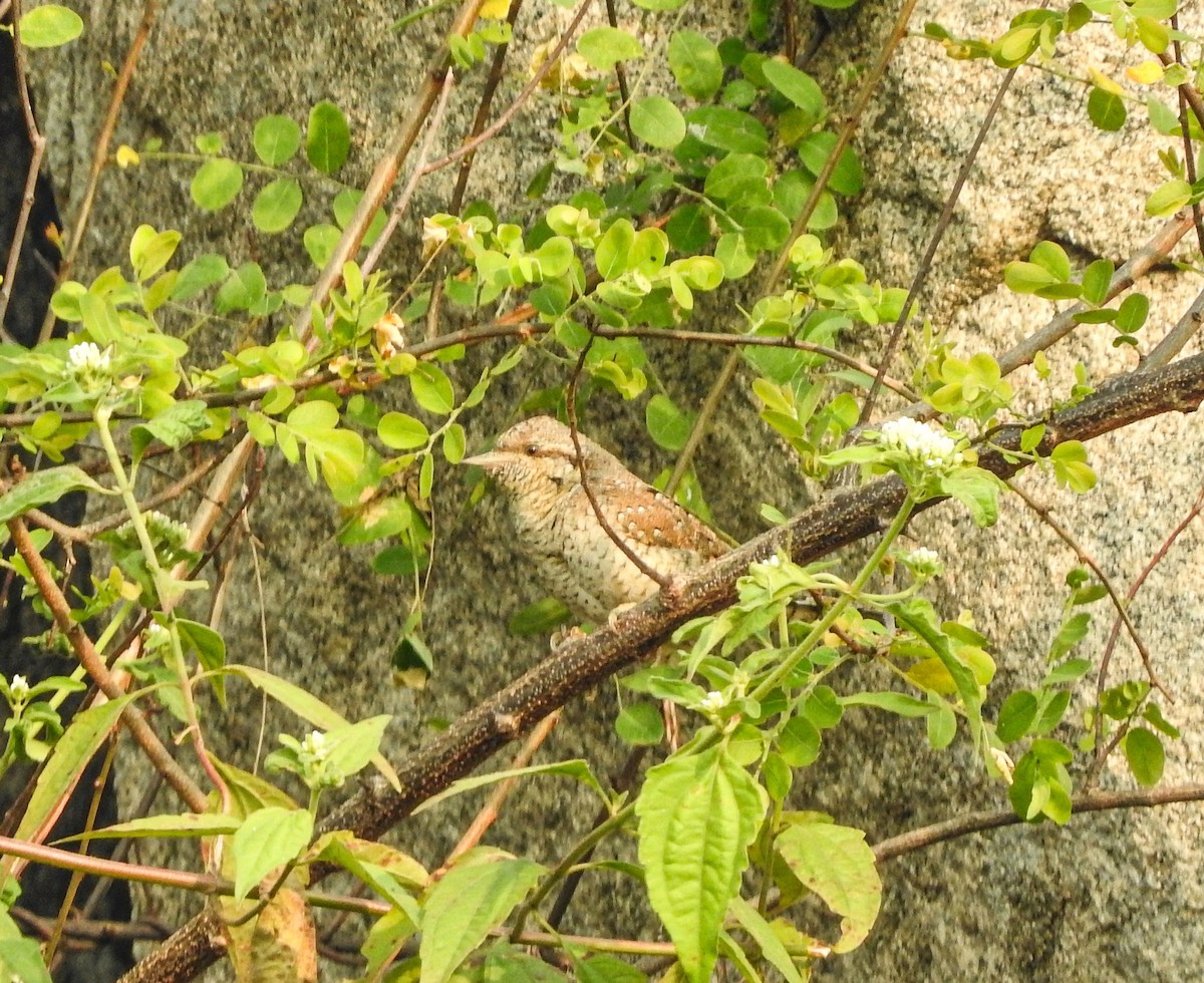Eurasian Wryneck - ML645771272