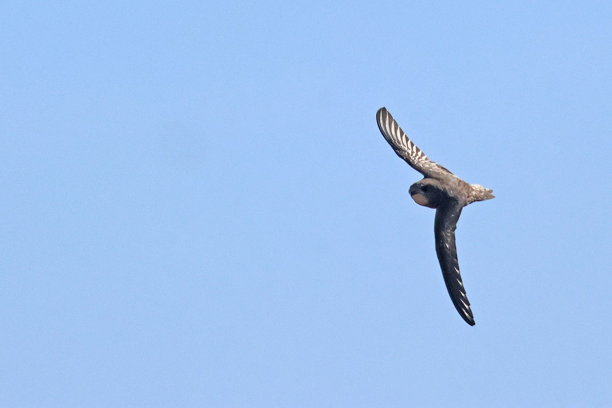 Common Swift - ML645771277