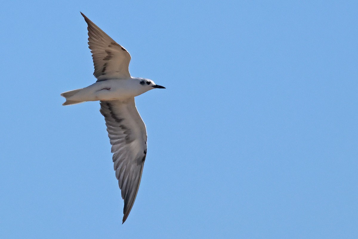 White-winged Tern - ML645771281