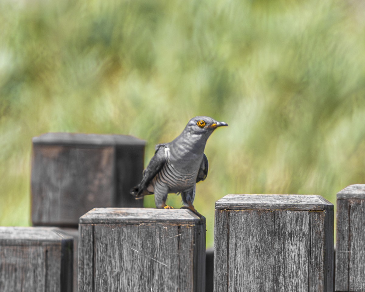 Common Cuckoo - ML645771282