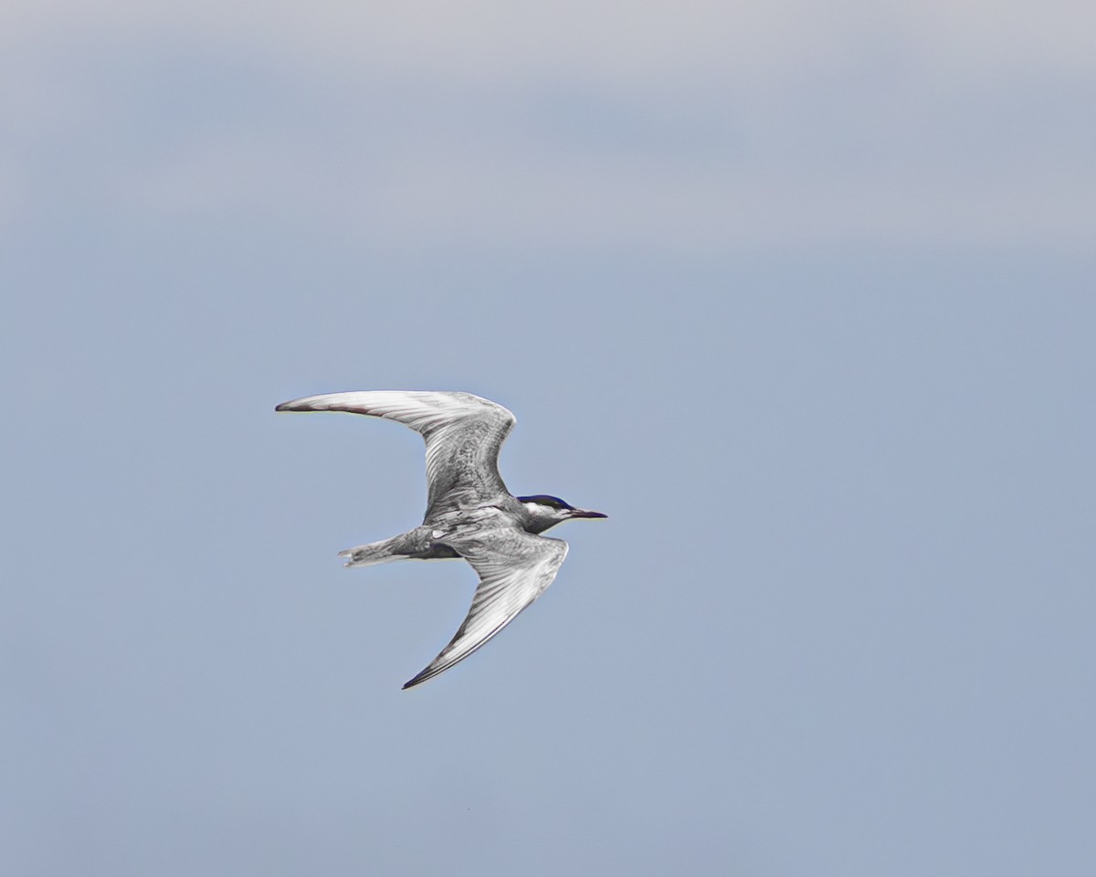 Whiskered Tern - ML645771285
