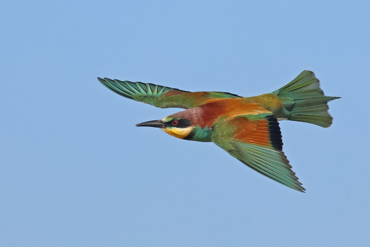 European Bee-eater - ML645771286