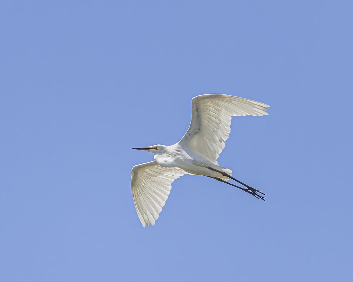 Great Egret - ML645771288