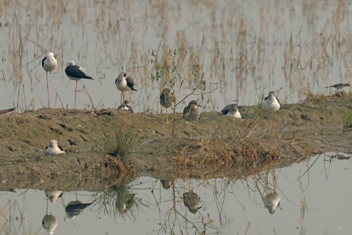 White-tailed Lapwing - ML645771289