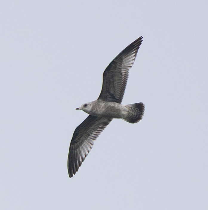 Short-billed Gull - ML645771290