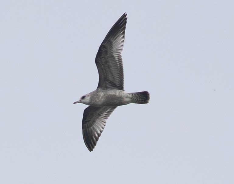 Short-billed Gull - ML645771292