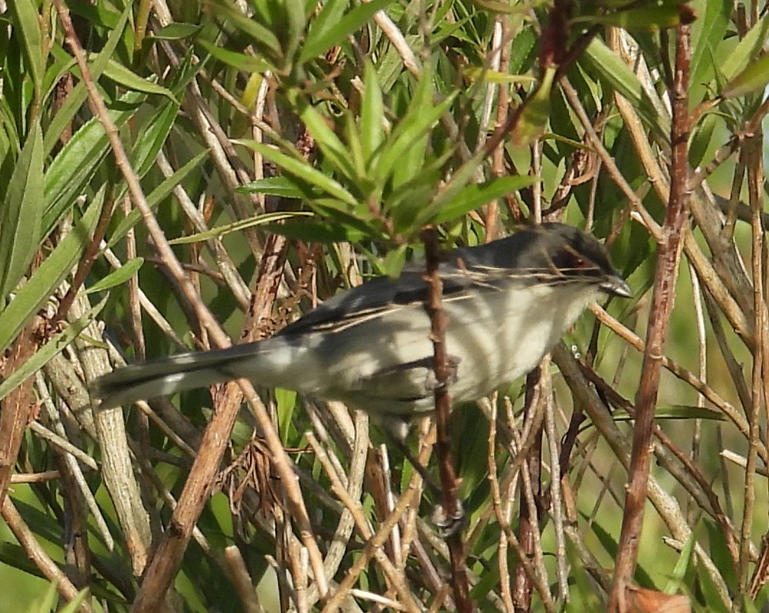 Black-capped Warbling Finch - ML645771294