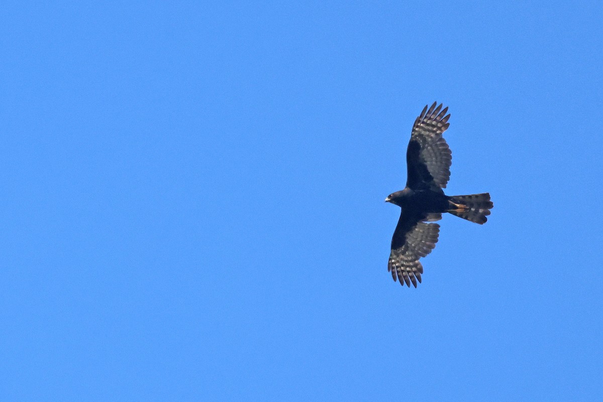 Black Goshawk - ML645771295