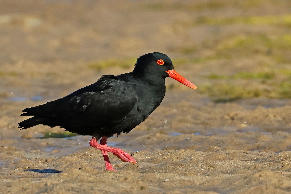 African Oystercatcher - ML645771301