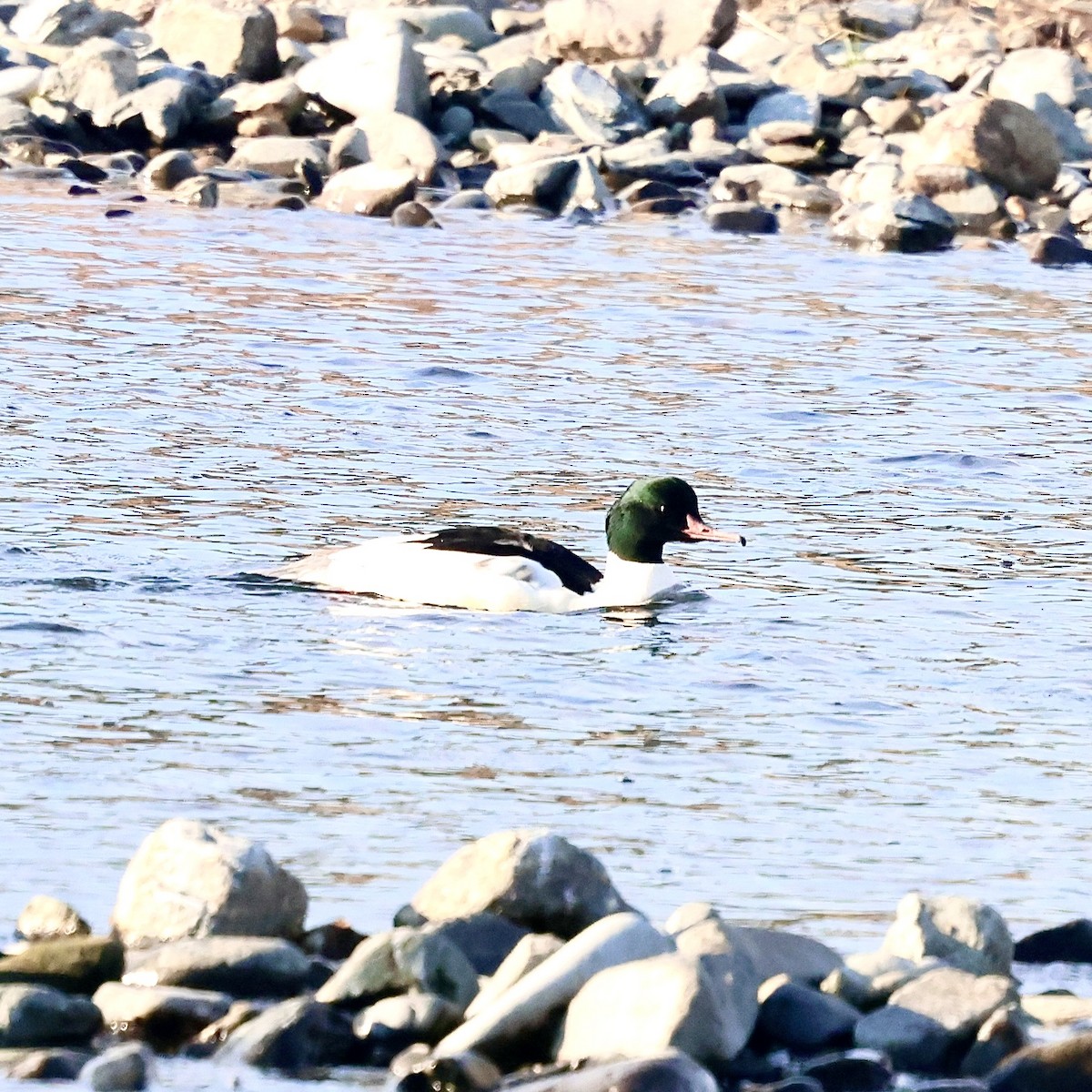 Common Merganser - ML645771303