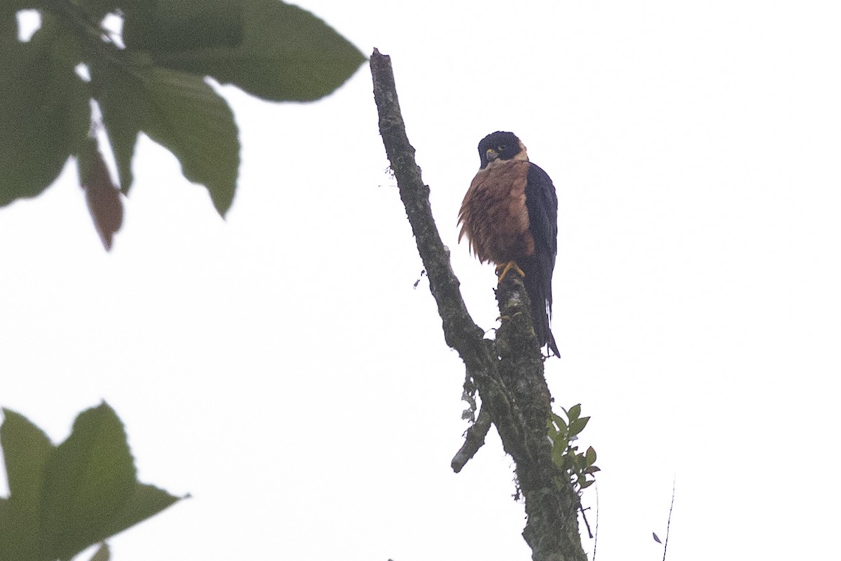 Oriental Hobby - ML645771304