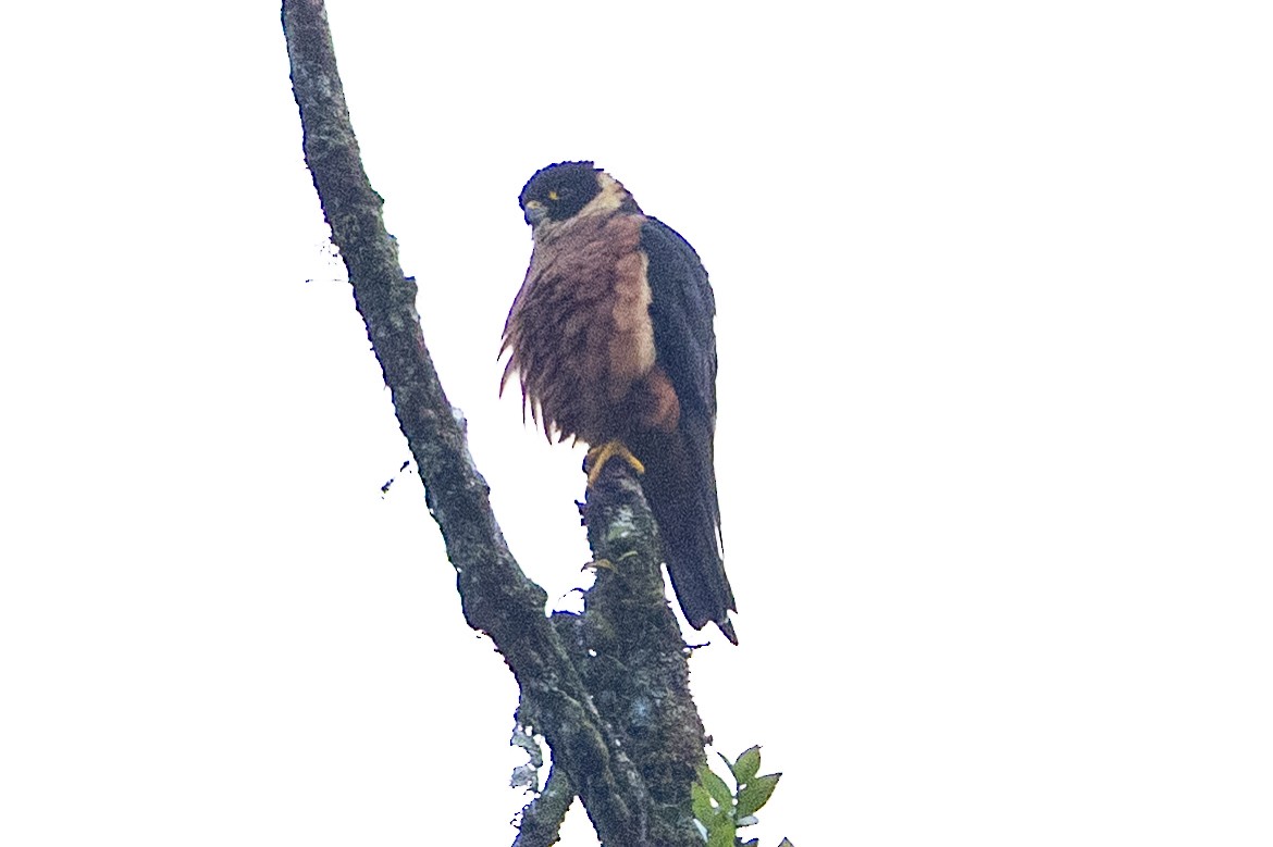 Oriental Hobby - ML645771305