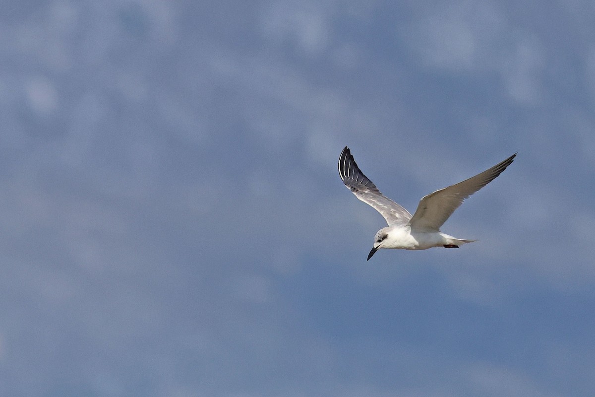 Gull-billed Tern - ML645771306