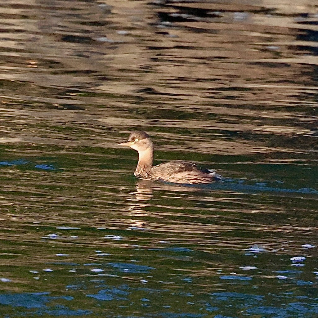 Little Grebe - ML645771307