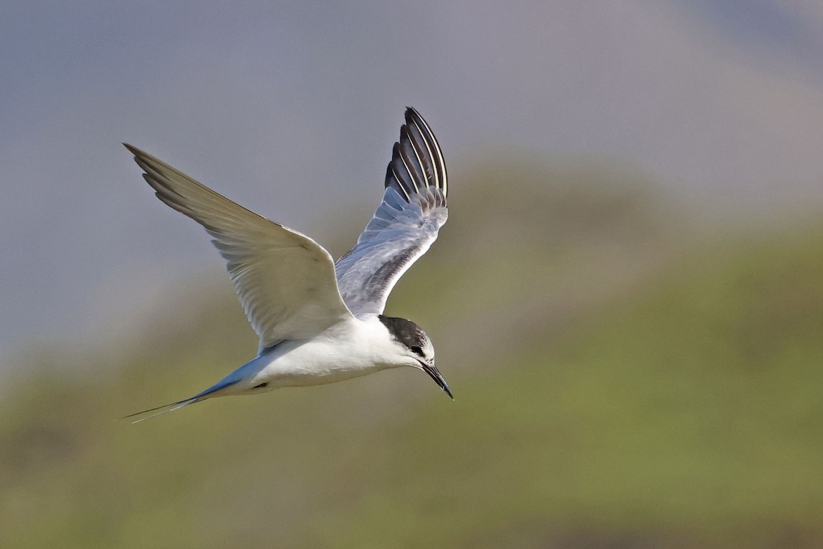 Common Tern (hirundo/tibetana) - ML645771308