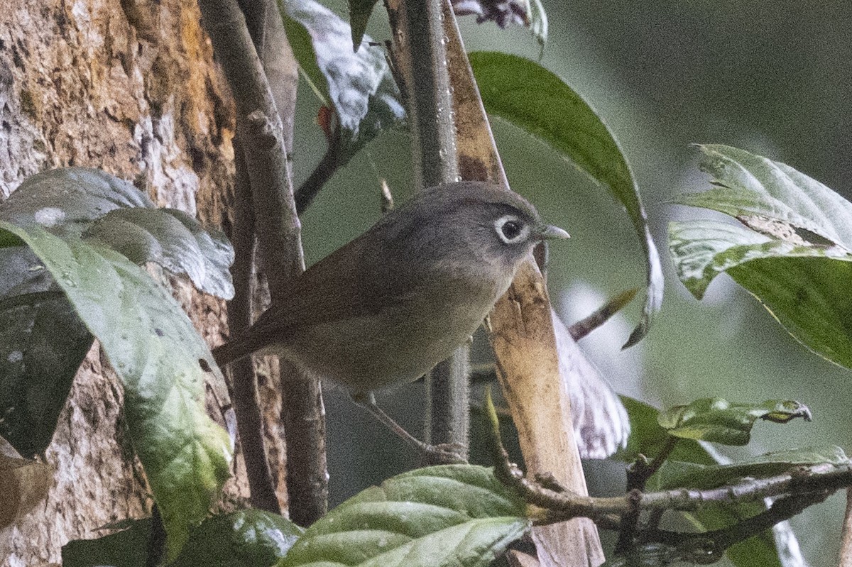Nepal Fulvetta - ML645771309
