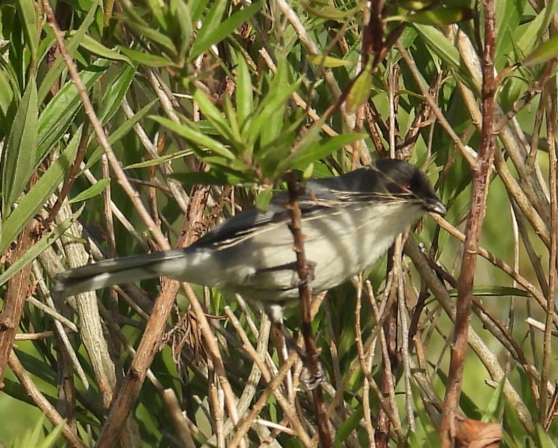 Black-capped Warbling Finch - ML645771310
