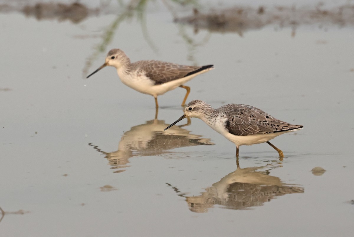 Marsh Sandpiper - ML645771312