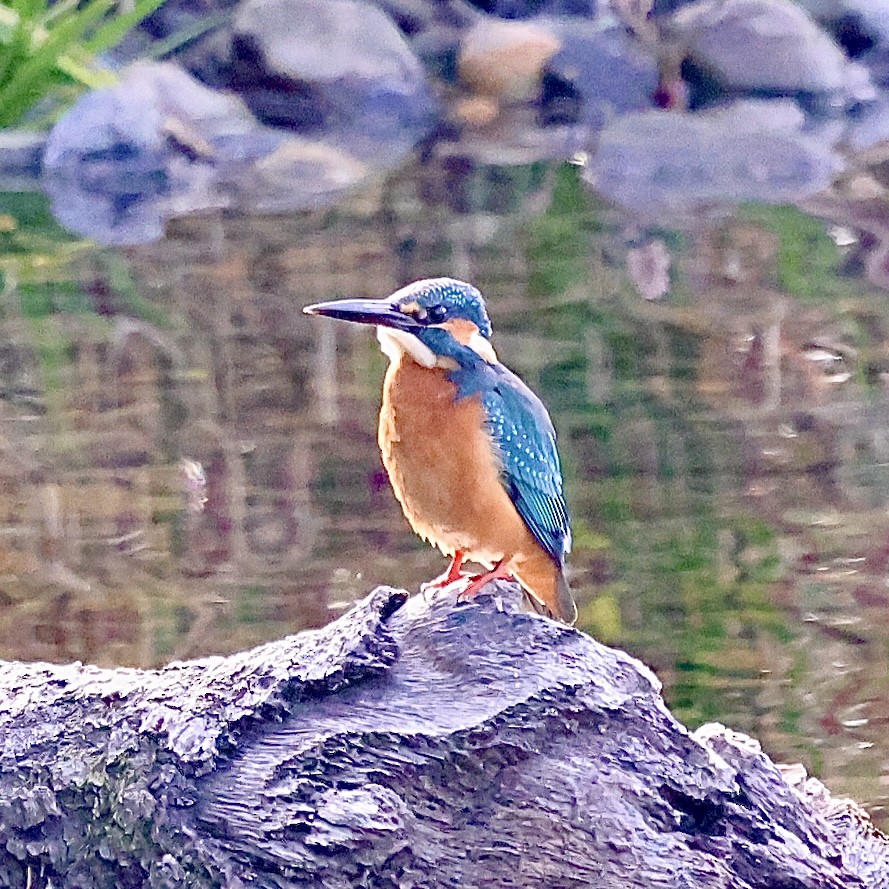 Common Kingfisher - ML645771313