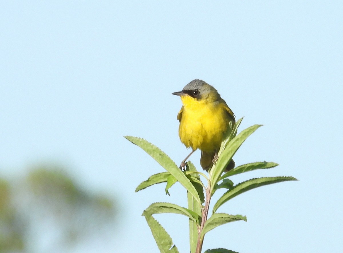 Southern Yellowthroat - ML645771319