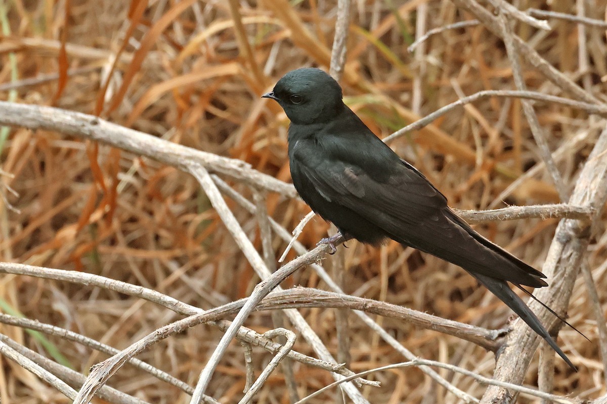 Black Sawwing - ML645771323