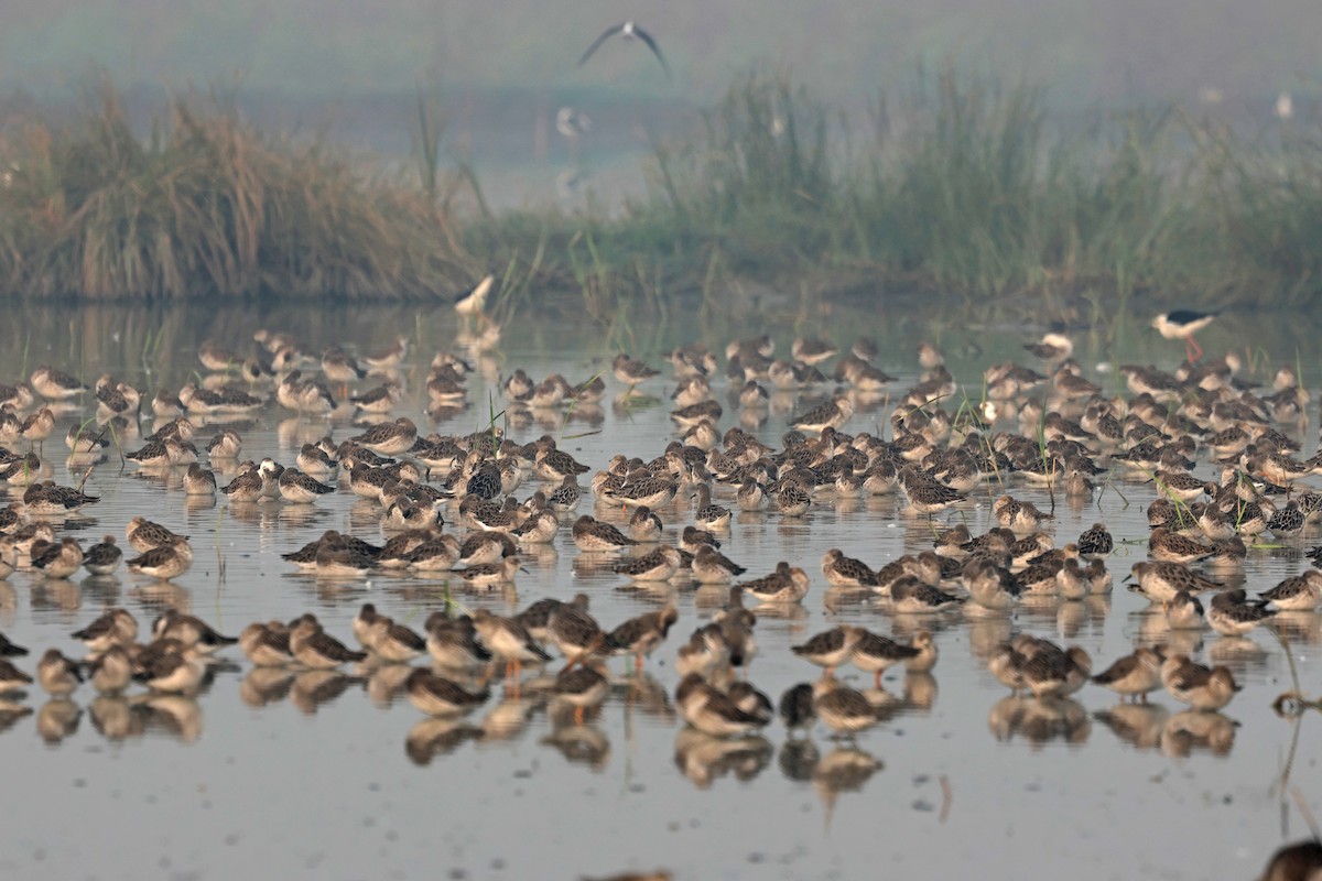 エリマキシギ - ML645771325