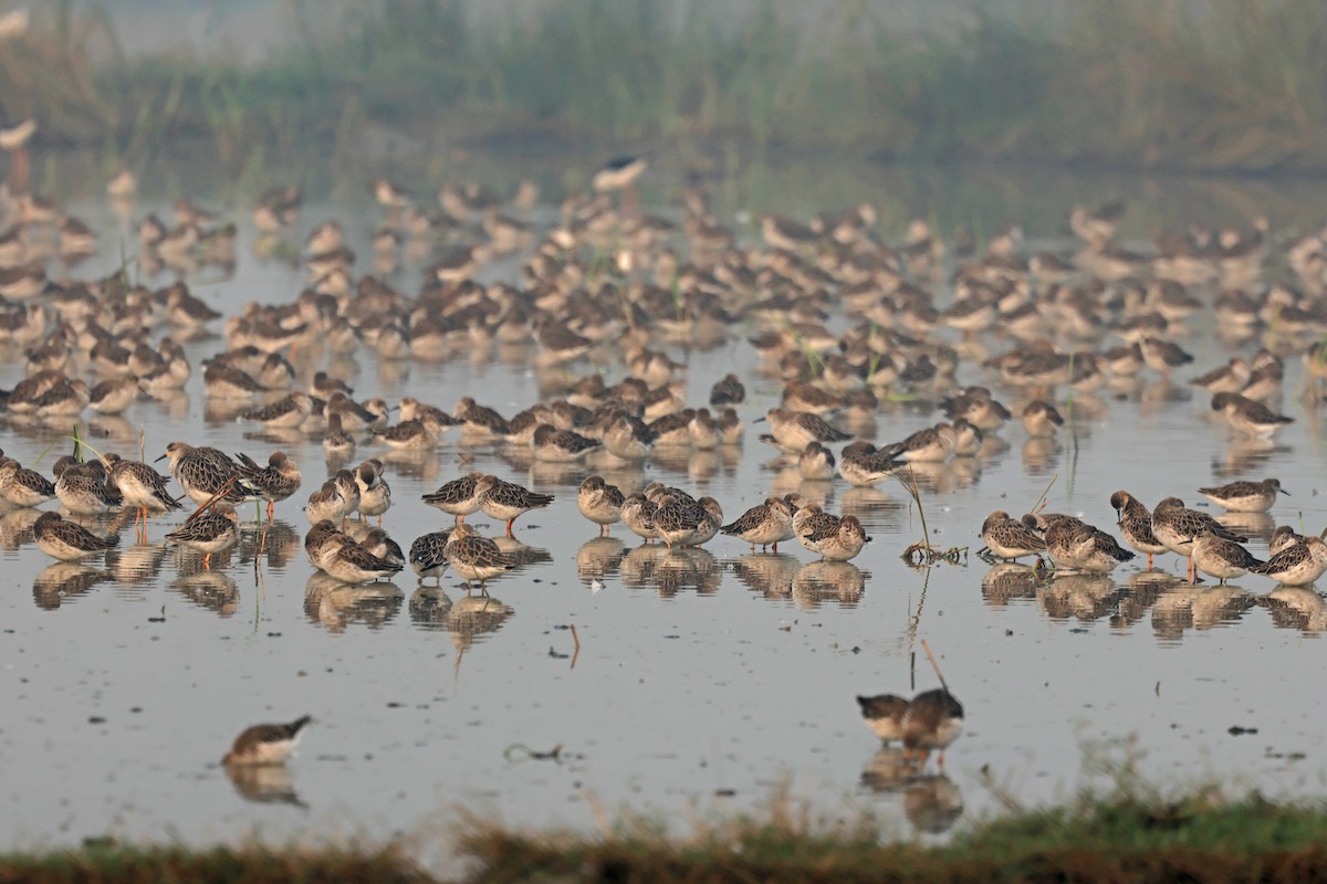 エリマキシギ - ML645771326