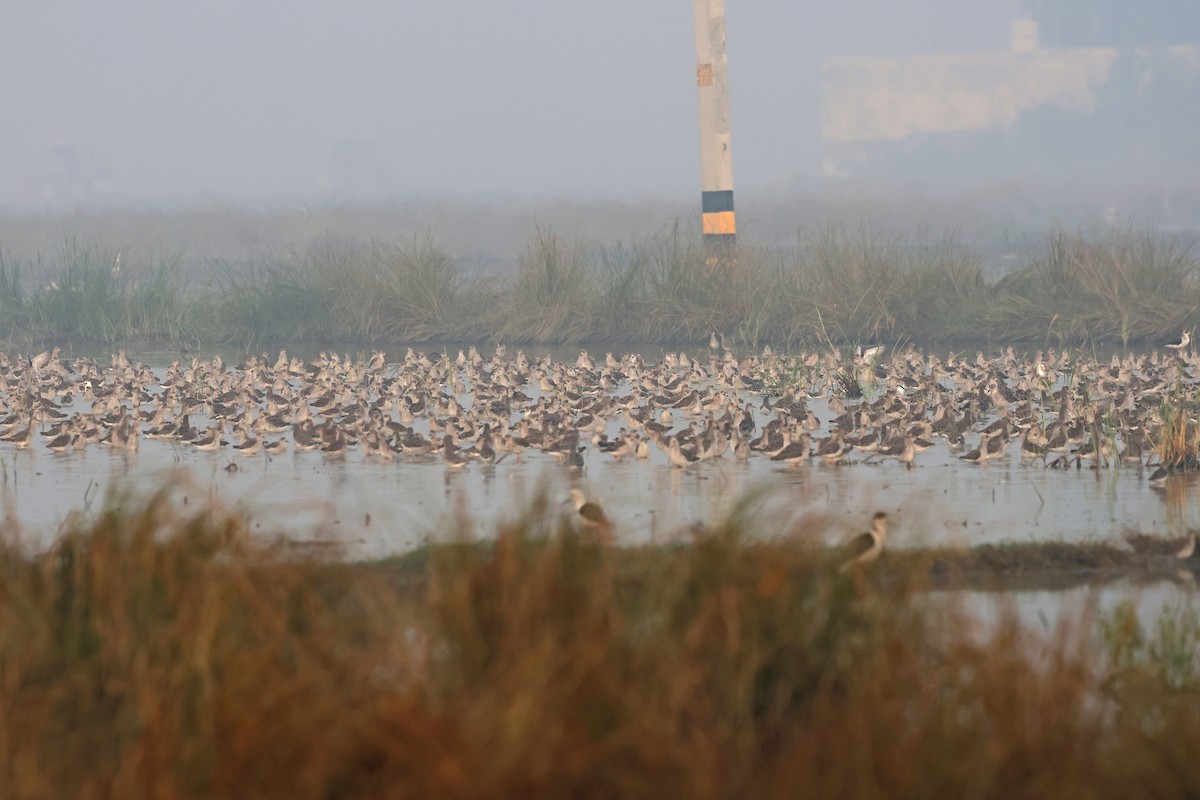 エリマキシギ - ML645771327