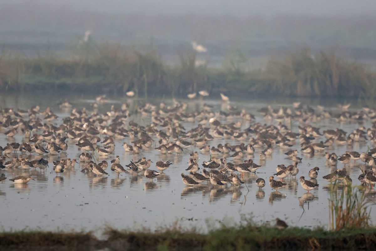 エリマキシギ - ML645771328