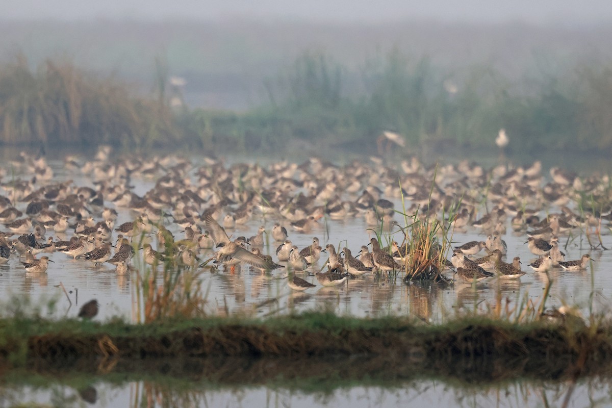 エリマキシギ - ML645771329