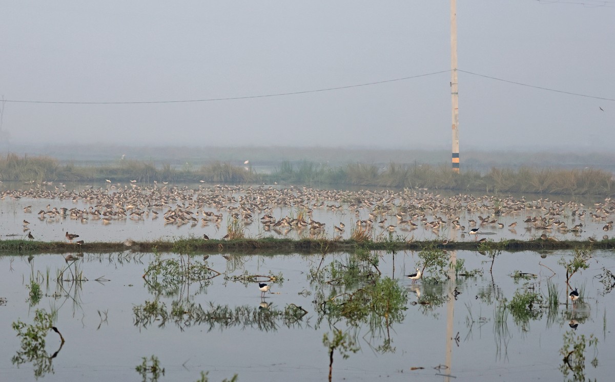 エリマキシギ - ML645771330