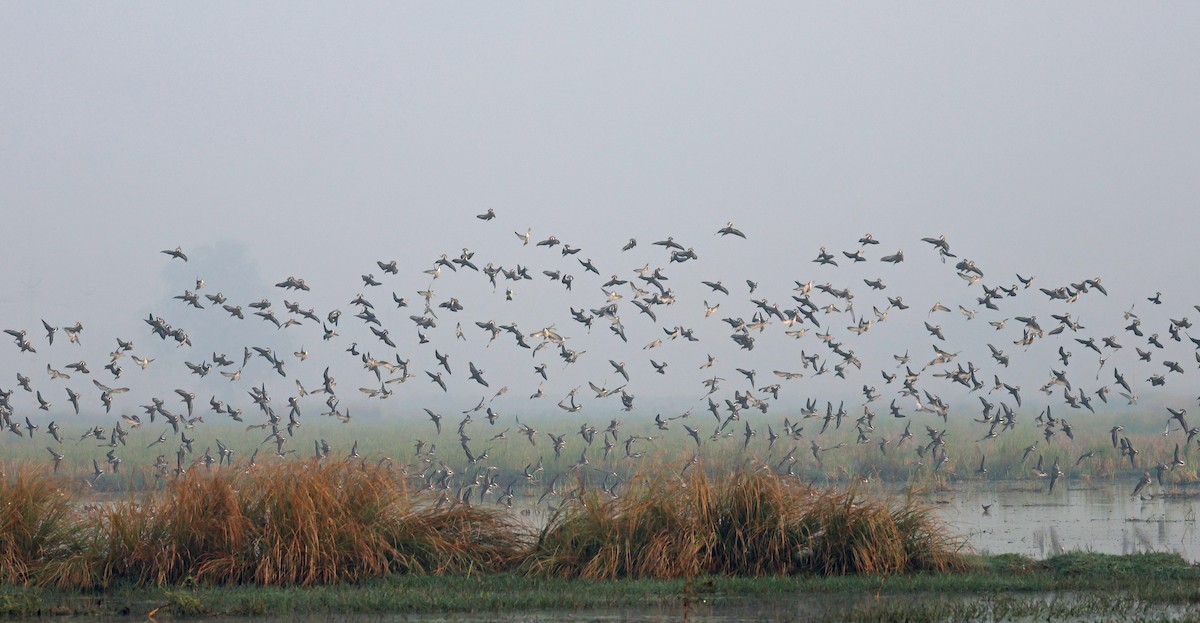 エリマキシギ - ML645771331