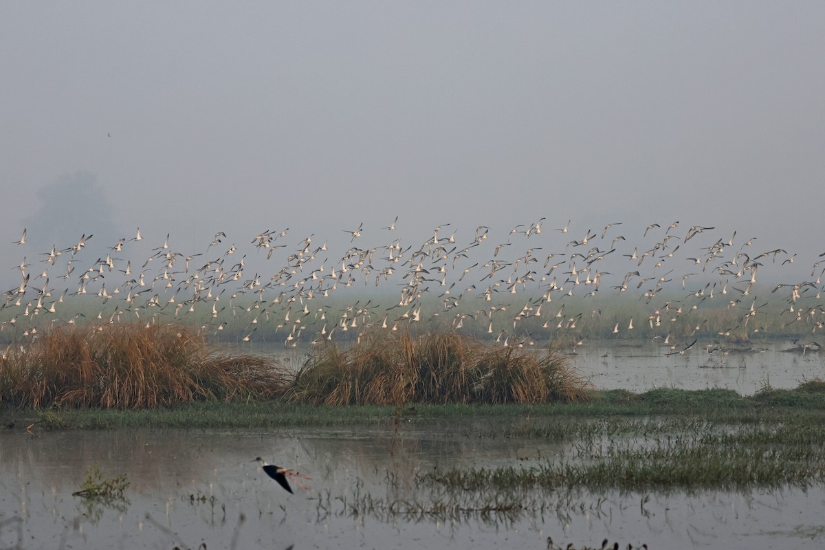 エリマキシギ - ML645771332