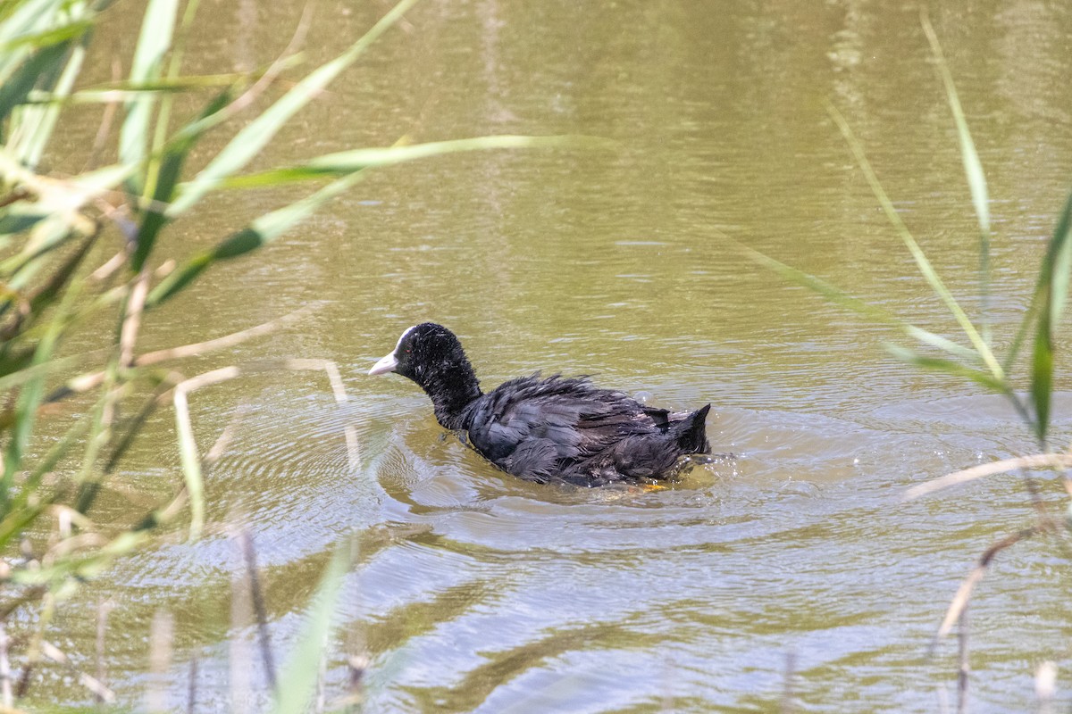 オオバン - ML645771335