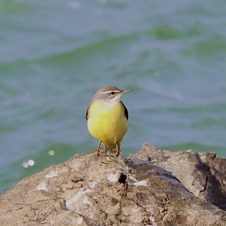 キセキレイ - ML645771337