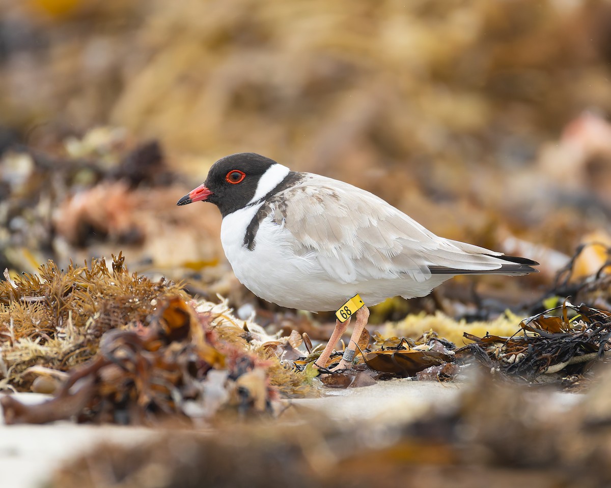 ズグロチドリ - ML645771338