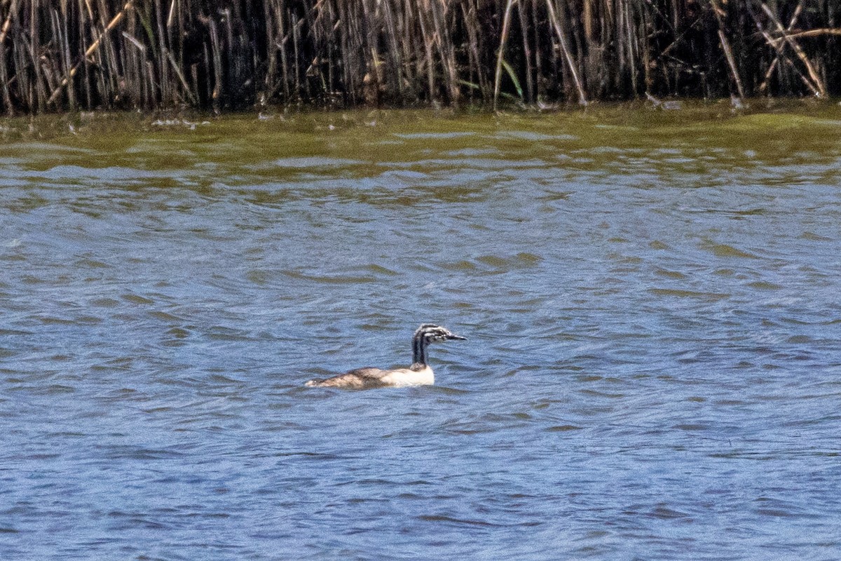 カンムリカイツブリ - ML645771342