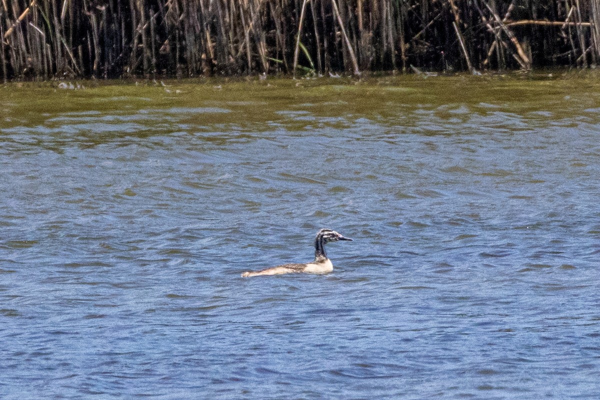 カンムリカイツブリ - ML645771343