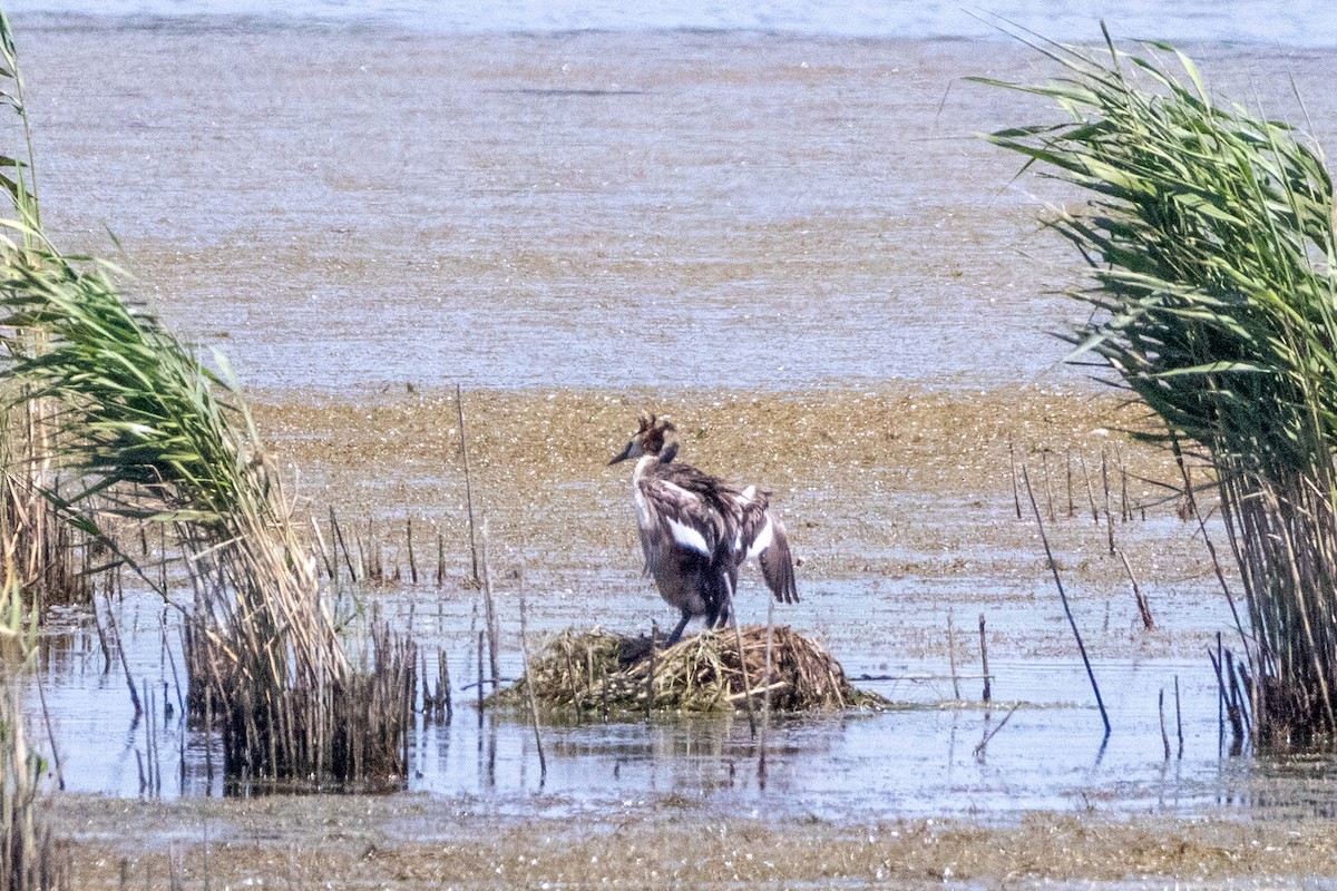 カンムリカイツブリ - ML645771344
